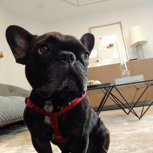 Meet your Posher, Annie